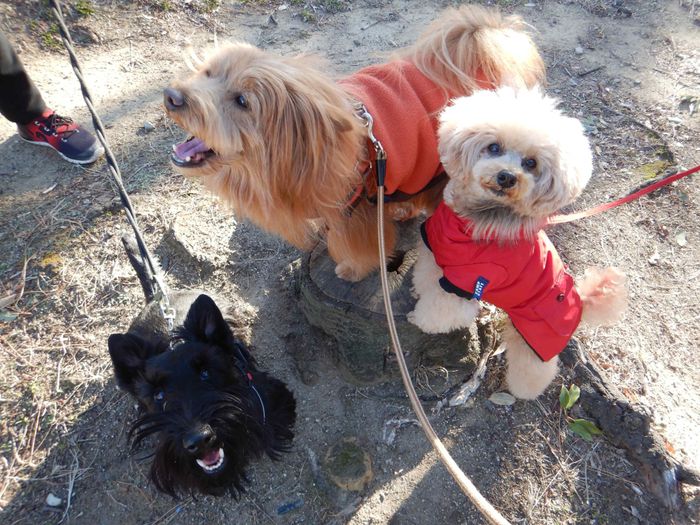 連載「こぐま犬てんすけ」