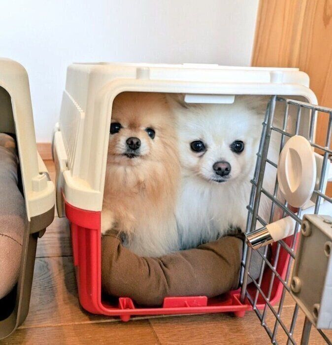 同じクレートに入るぽぽちちゃん、ぱぴちちゃん