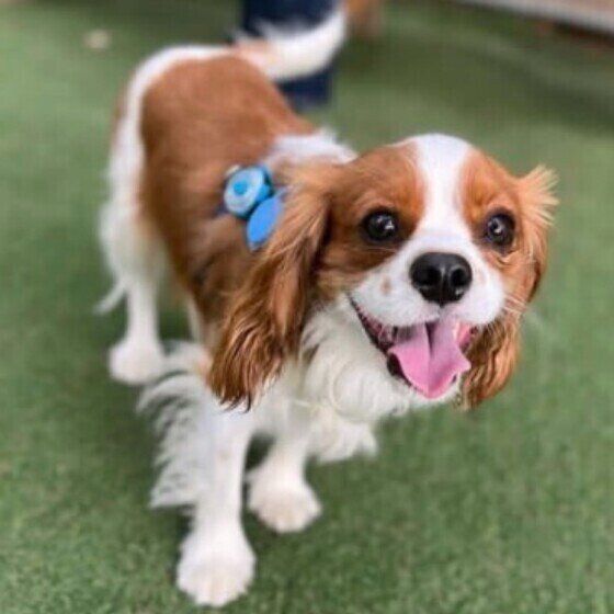 一度で終わらない？ 犬が短時間にウンチを何度もくり返す理由 いぬのきもち