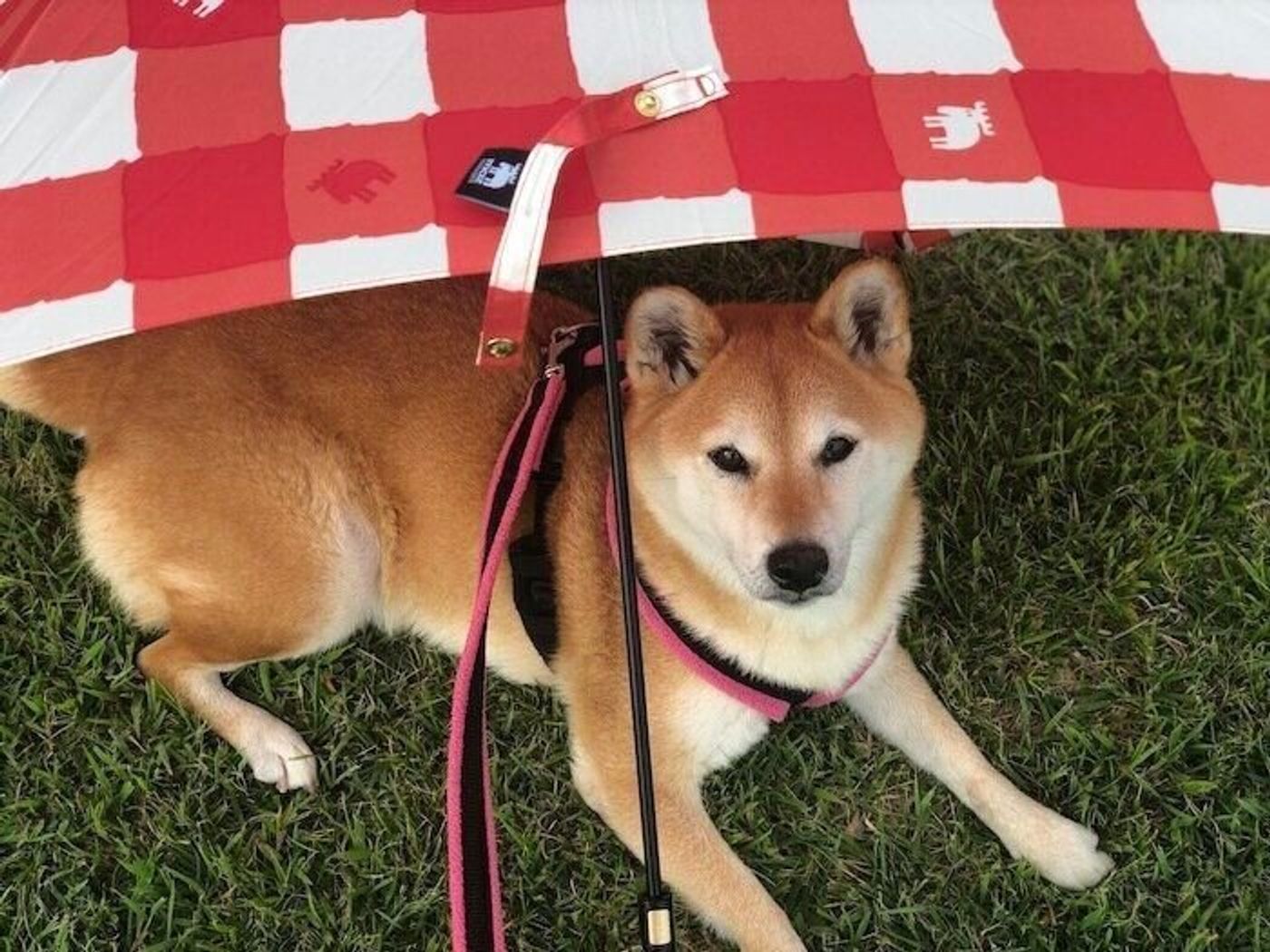 秋の訪れ 散歩を楽しむ柴犬マロたん 足が痛いのか 急に歩くのをやめてしまって いぬのきもちweb Magazine 秋の訪れ 散歩を楽しむ柴犬マロたん 足が痛いのか 急に歩くのをやめてしまって いぬのきもちweb Magazine