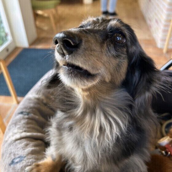 犬が動物病院を嫌がる理由と対処法 怖がったり暴れる場合はどうすればいい？ いぬのきもち