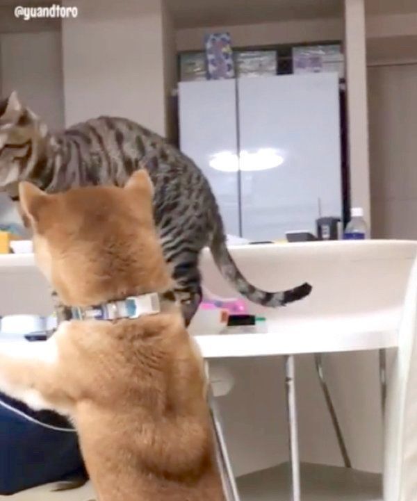 猫に冷たい対応をされる柴犬