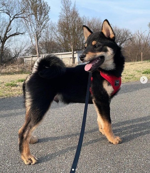 散歩するおじゃるくん