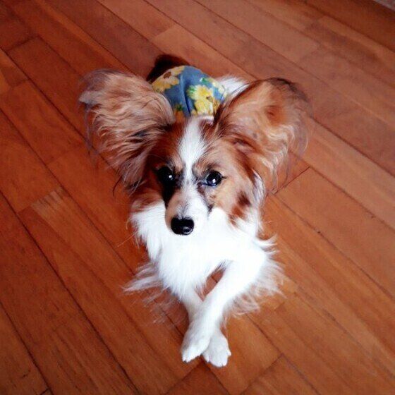 手をクロスさせるパピヨン