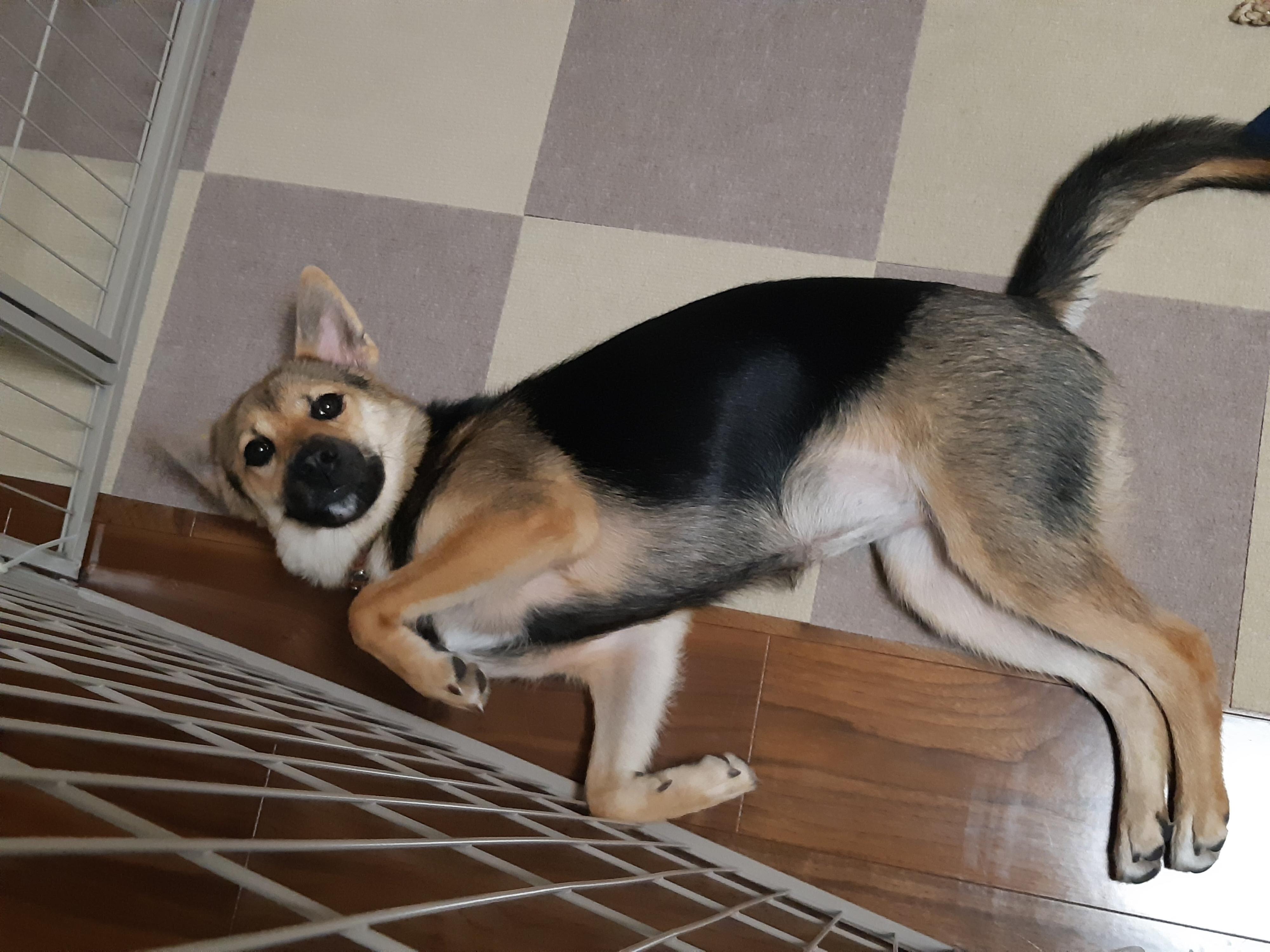 散歩から帰宅し、サークル内の床に寝転がるりんちゃん　朝食も食べてすっかりリラックス