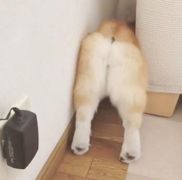 お尻がかわいいコーギー