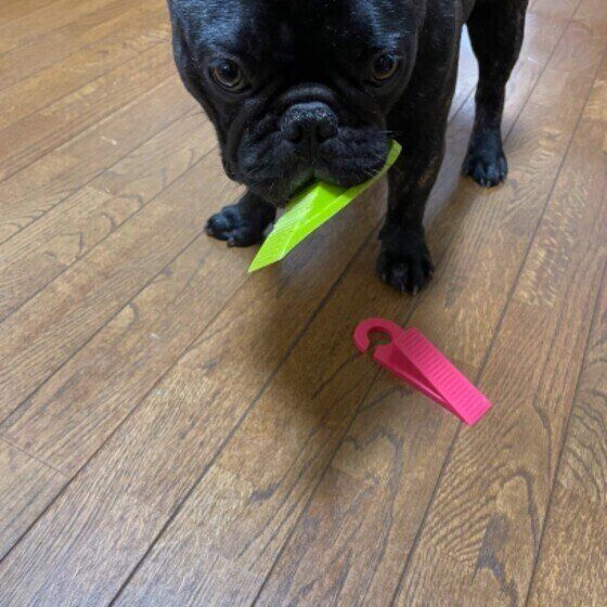 フレンチ・ブルドッグ　シンバくん