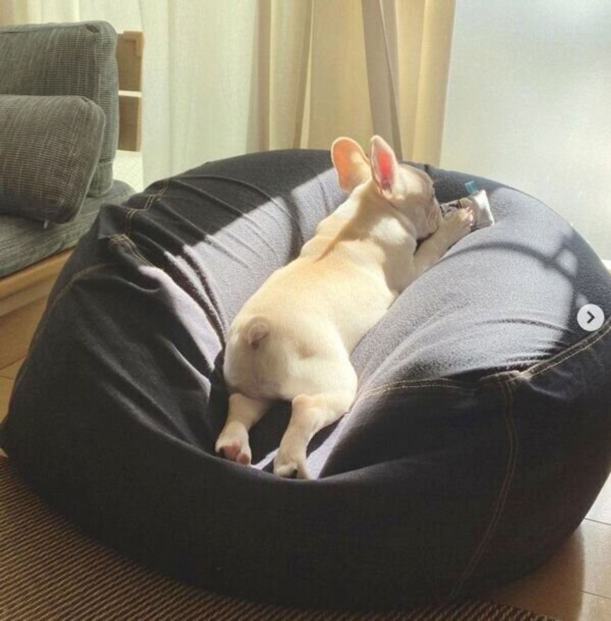 人をダメにするソファ に魅了された子犬 磨きのかかったくつろぎっぷりが最高 いぬのきもちweb Magazine 人をダメにするソファ に魅了された子犬 磨きのかかったくつろぎっぷりが最高 いぬのきもちweb Magazine