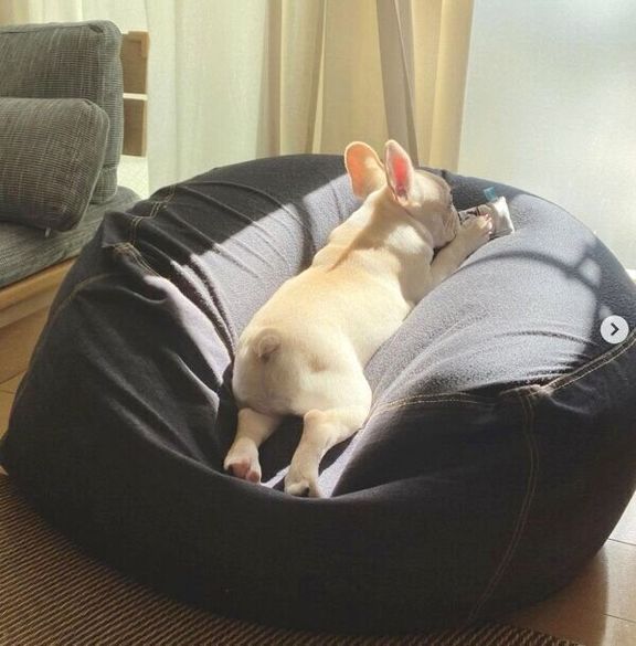 「人をダメにするソファ」でくつろぐみたらしくん