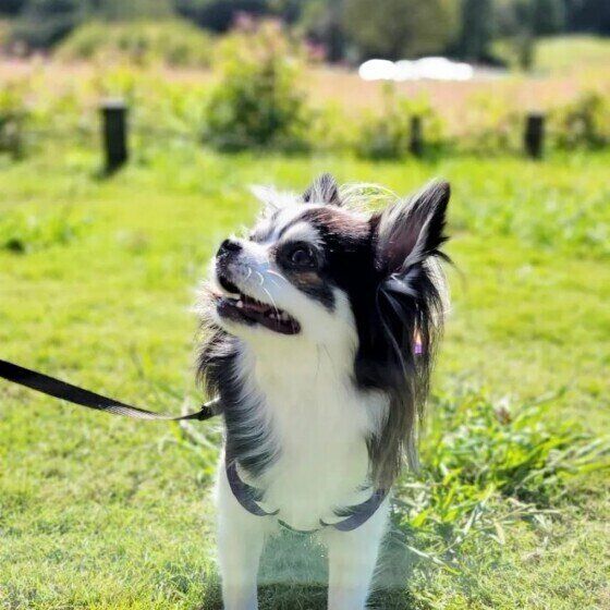 21年版 犬と電車に乗る際のルール 飼い主体験談や東京の主要鉄道会社の料金も いぬのきもちweb Magazine