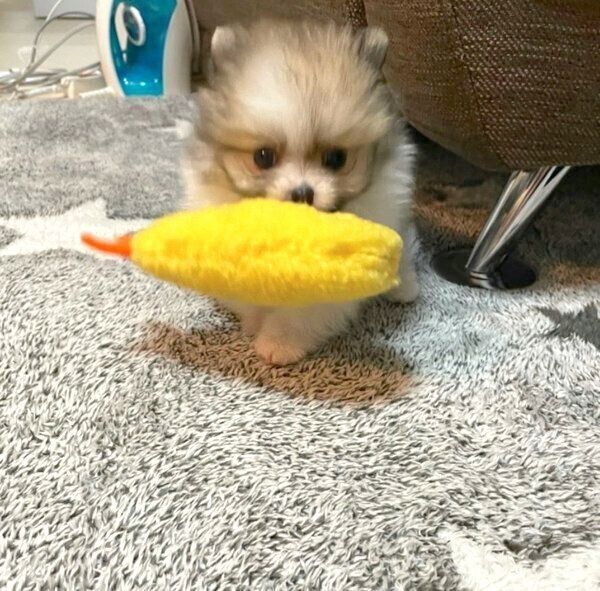 えび天のぬいぐるみで遊ぶちくわくん