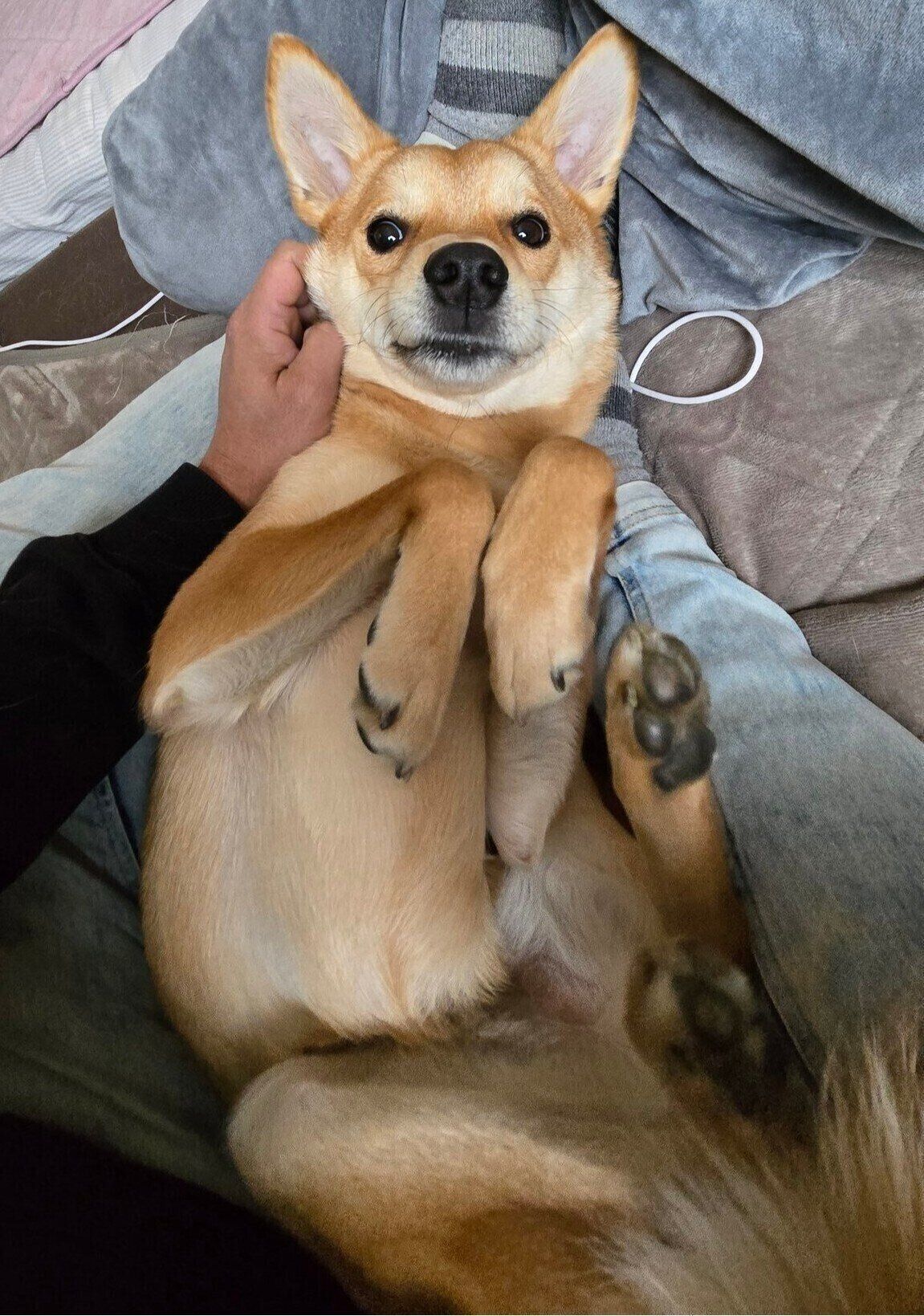 おとなしく平和主義だという虎徹くん　マイペースで走るのが大好きなのだとか