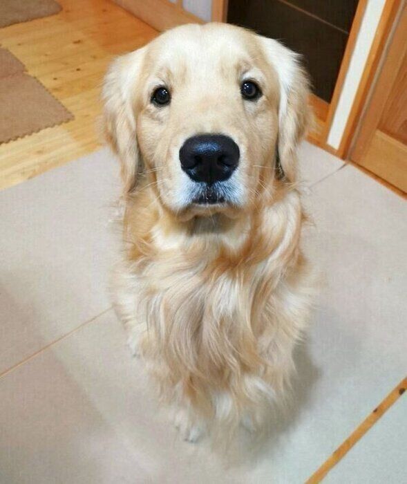 見つめるふぉるてくん