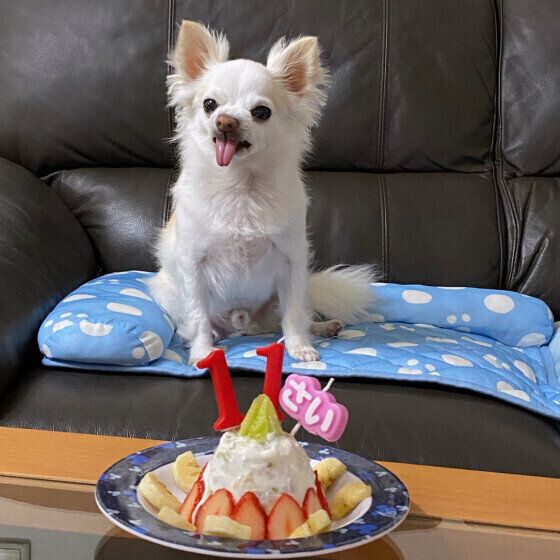 チワワのノアくん