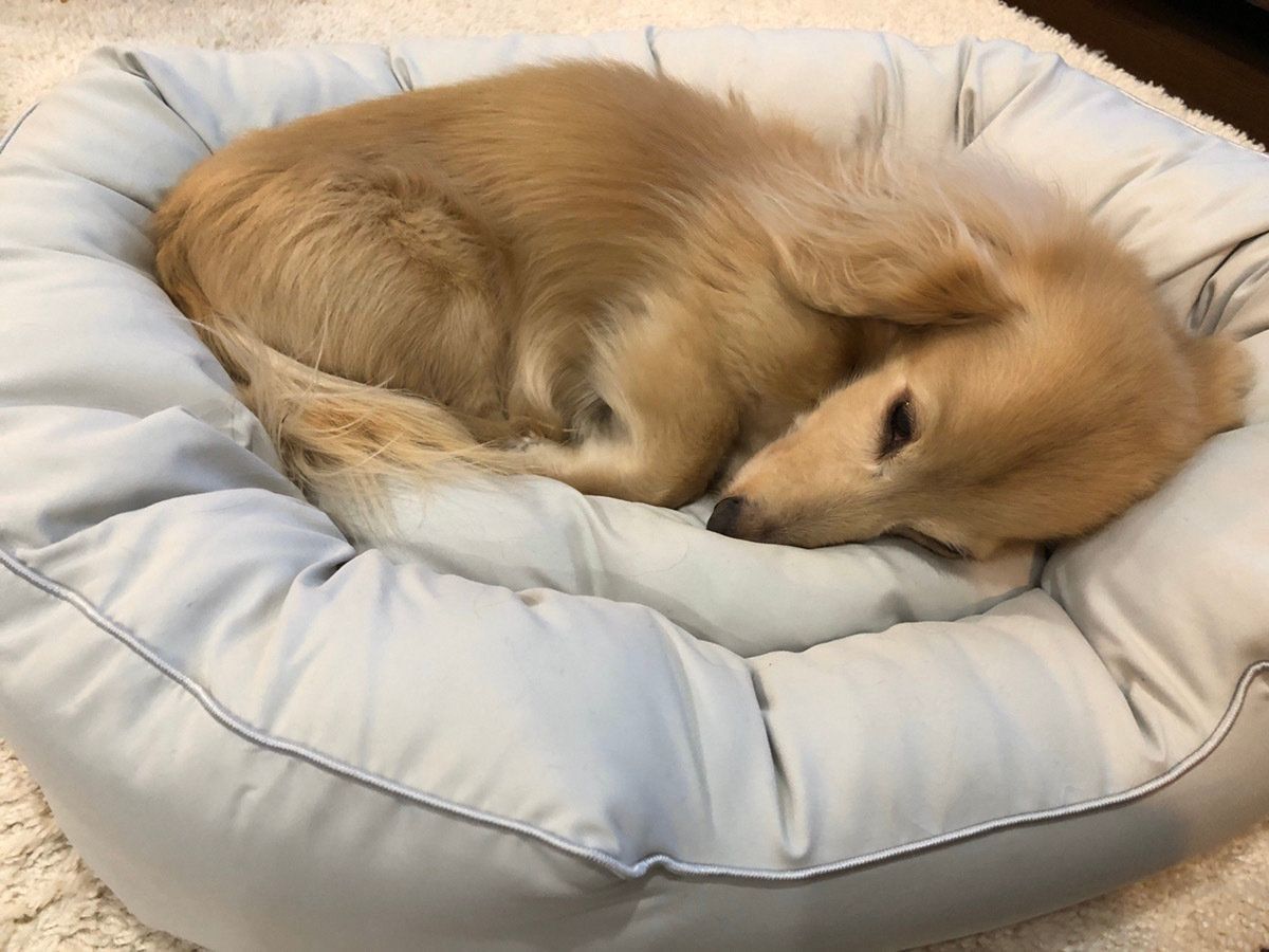 ミニチュア・ダックスフンド