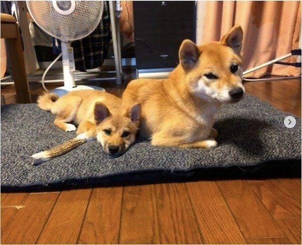 シンクロワンズ