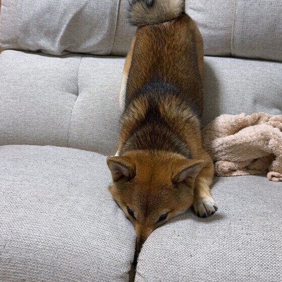 犬がおもちゃや食べ物をお気に入りの場所に運ぶのはなぜ？ 犬がモノを隠す・集める理由と心理 いぬのきもち