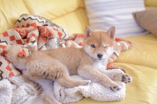 妹ちゃんとのコンビで大人気！ りんご郎くんはラッキーボーイで
