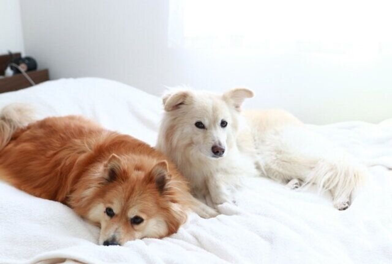救急車への犬の反応と あのけがの日 穴澤賢の犬のはなし いぬのきもちweb Magazine 救急車への犬の反応と あのけがの日 穴澤賢の犬のはなし いぬのきもちweb Magazine