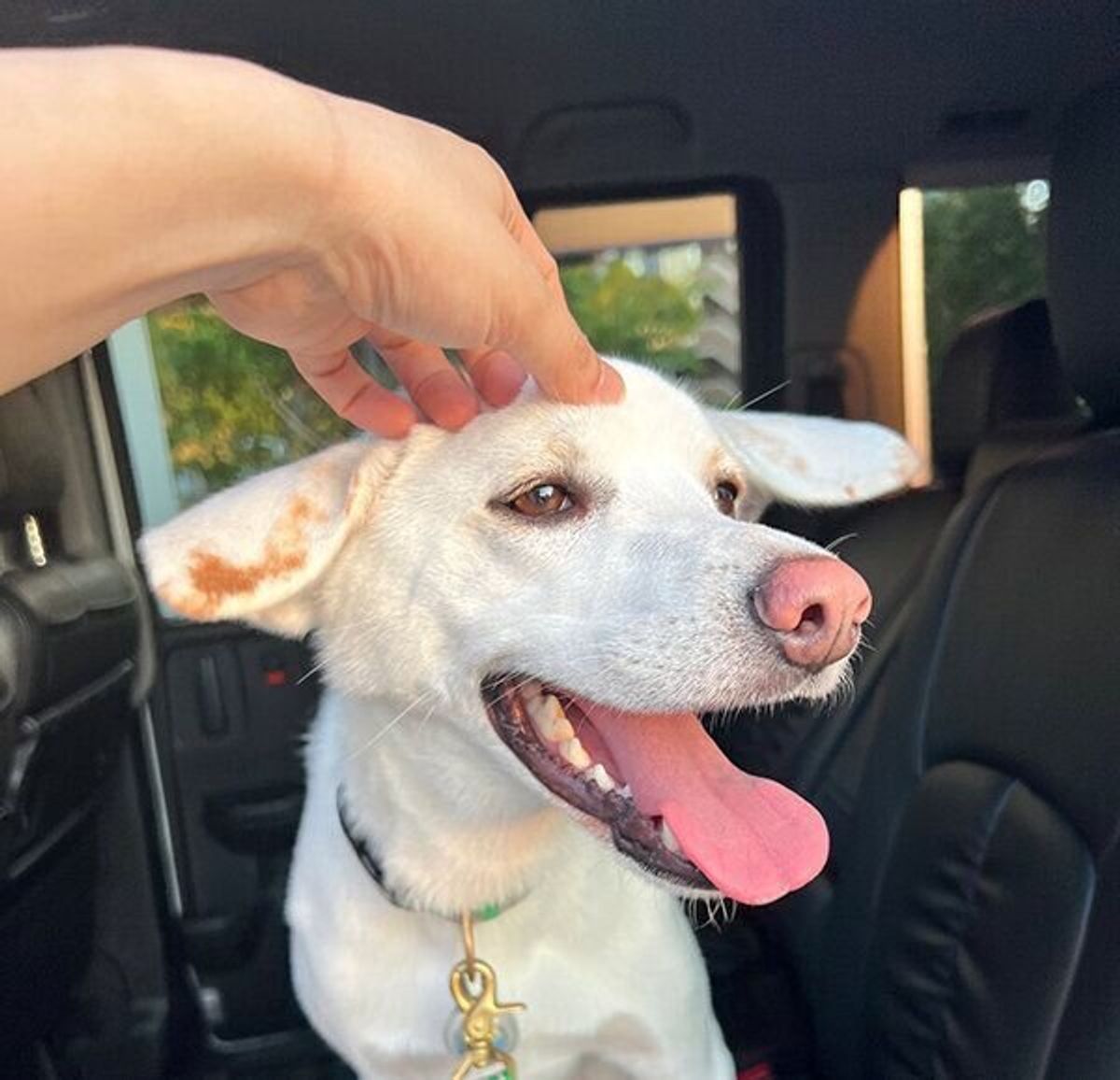 病院が苦手で 気持ちが顔に出ちゃう犬 着いたとき 帰るとき の 表情の差 が可愛い いぬのきもちweb Magazine 病院が苦手で 気持ちが顔に出ちゃう犬 着いたとき 帰るとき の 表情の差 が可愛い いぬのきもちweb Magazine