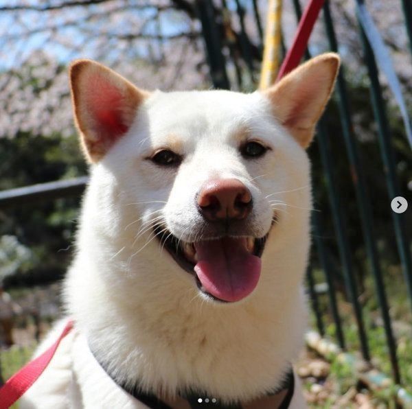 こんなん笑ってしまうやろ 完全にウケ狙いの柴犬がおもしろすぎ いぬのきもちweb Magazine