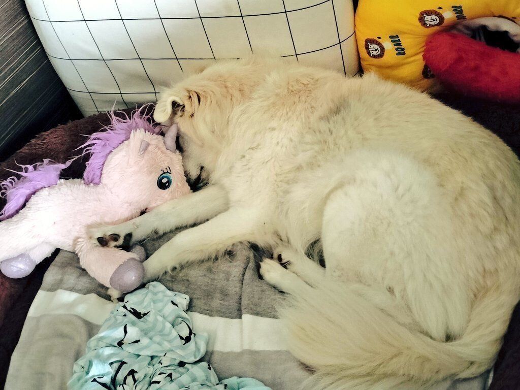 おやつスタンバイ直前までぬいぐるみと眠っていた犬