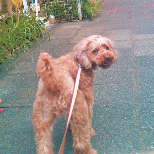 2017年7月、保護団体から一時預かりをしていたぷりんちゃんが、正式にＳさん家の家族として迎えられた頃