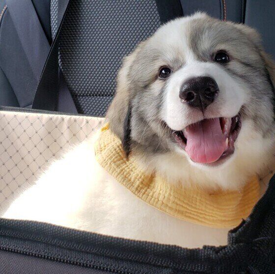 グレート・ピレニーズ