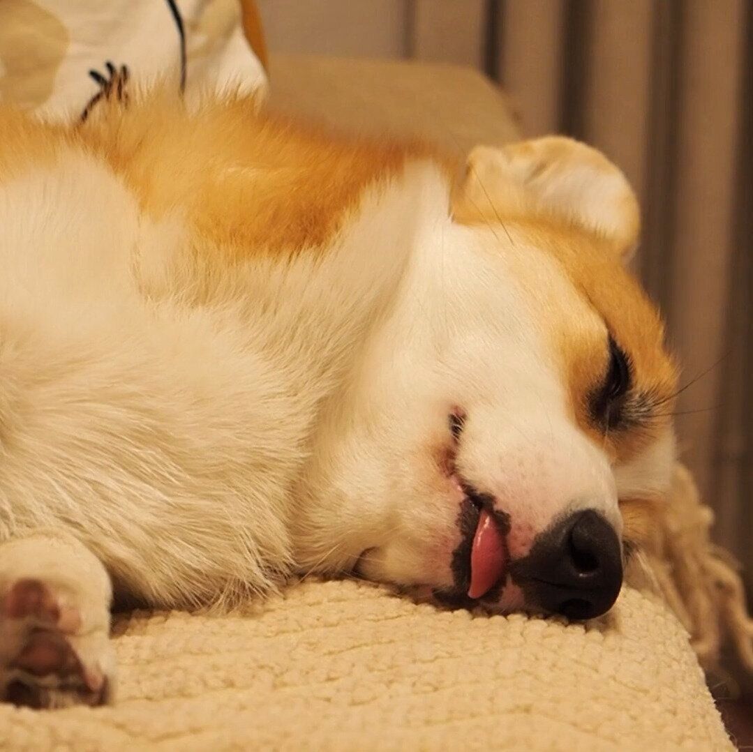 舌をしまい忘れているたおちゃん