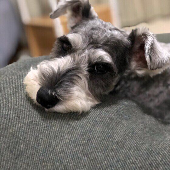 ミニチュア シュナウザーの飼い主に聞いた 愛犬の好きなところ 立派な口ひげや愛嬌たっぷりの眉毛が魅力 いぬのきもちweb Magazine
