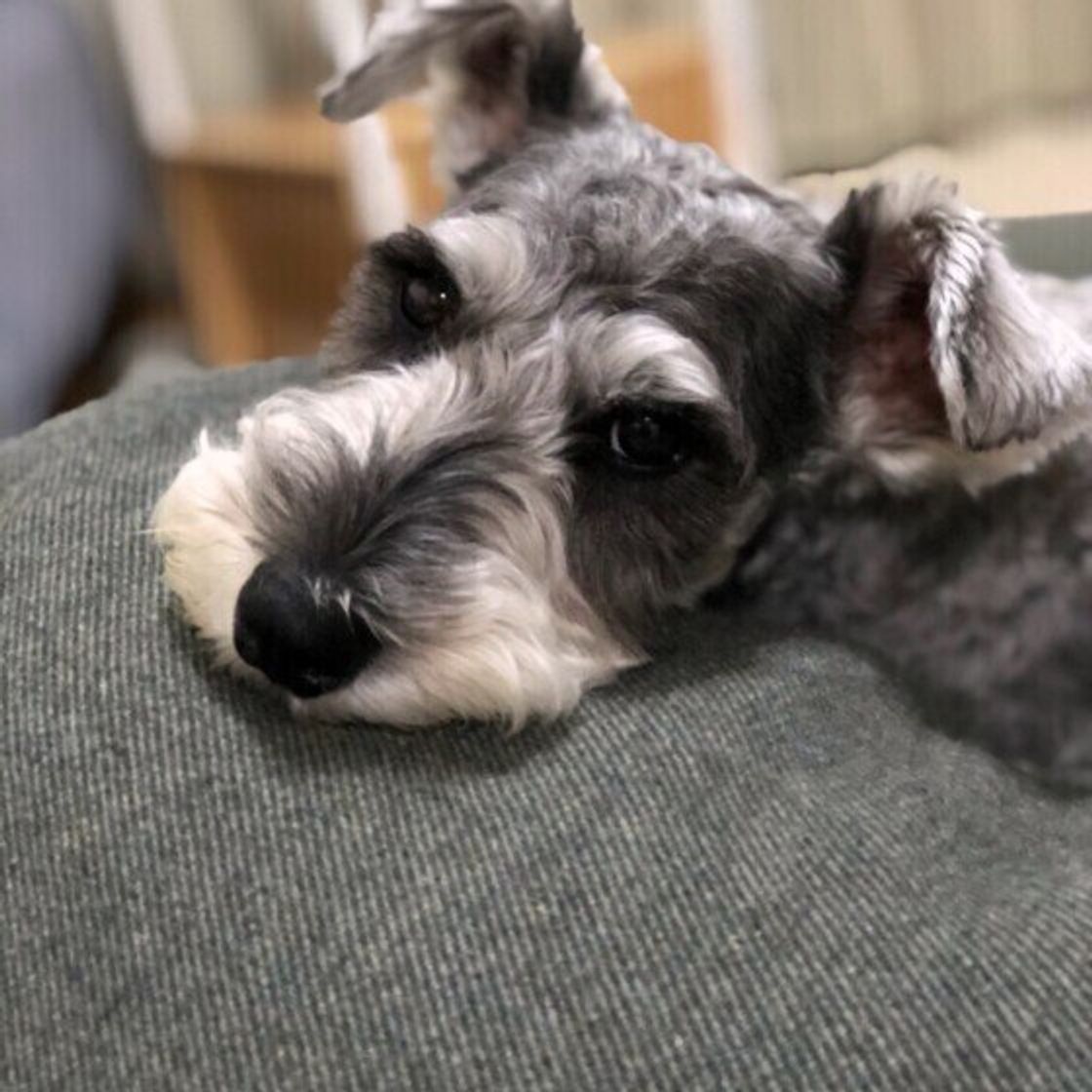 ミニチュア シュナウザーの飼い主に聞いた 愛犬の好きなところ 立派な口ひげや愛嬌たっぷりの眉毛が魅力 いぬのきもちweb Magazine ミニチュア シュナウザーの飼い主に聞いた 愛犬の好きなところ 立派な口ひげや愛嬌たっぷりの眉毛が魅力 いぬのきもちweb Magazine