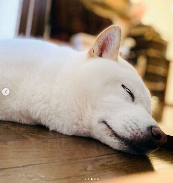 娘さんの部屋の出入口で眠るきなこちゃん