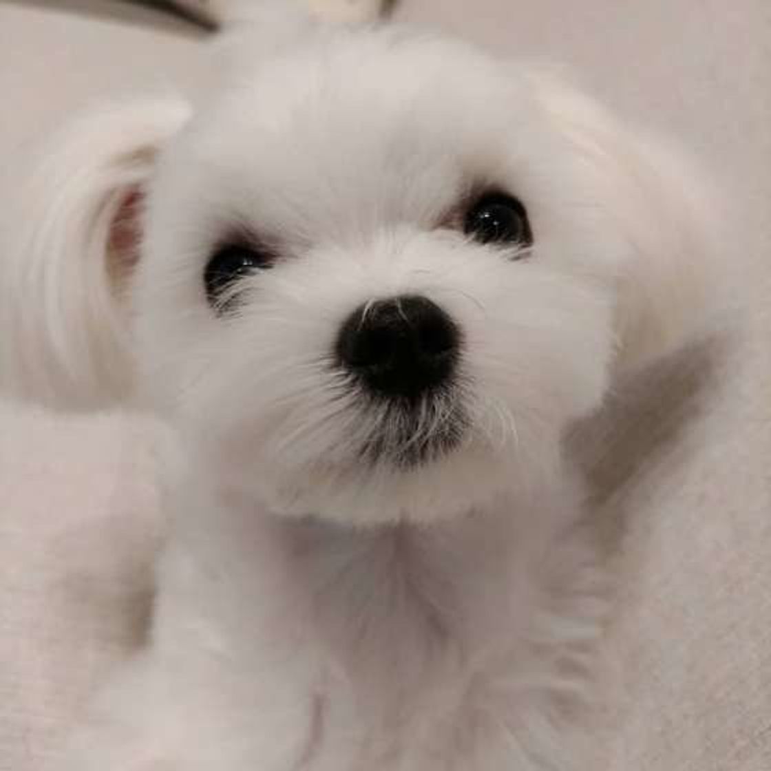 愛犬の目のウルウル それって涙流症 涙やけ かも いぬのきもちweb Magazine 愛犬の目のウルウル それって涙流症 涙やけ かも いぬのきもちweb Magazine