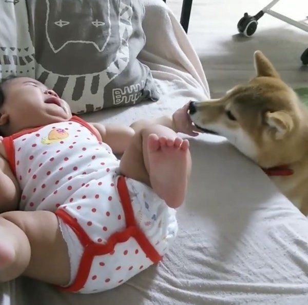 赤ちゃんと柴犬