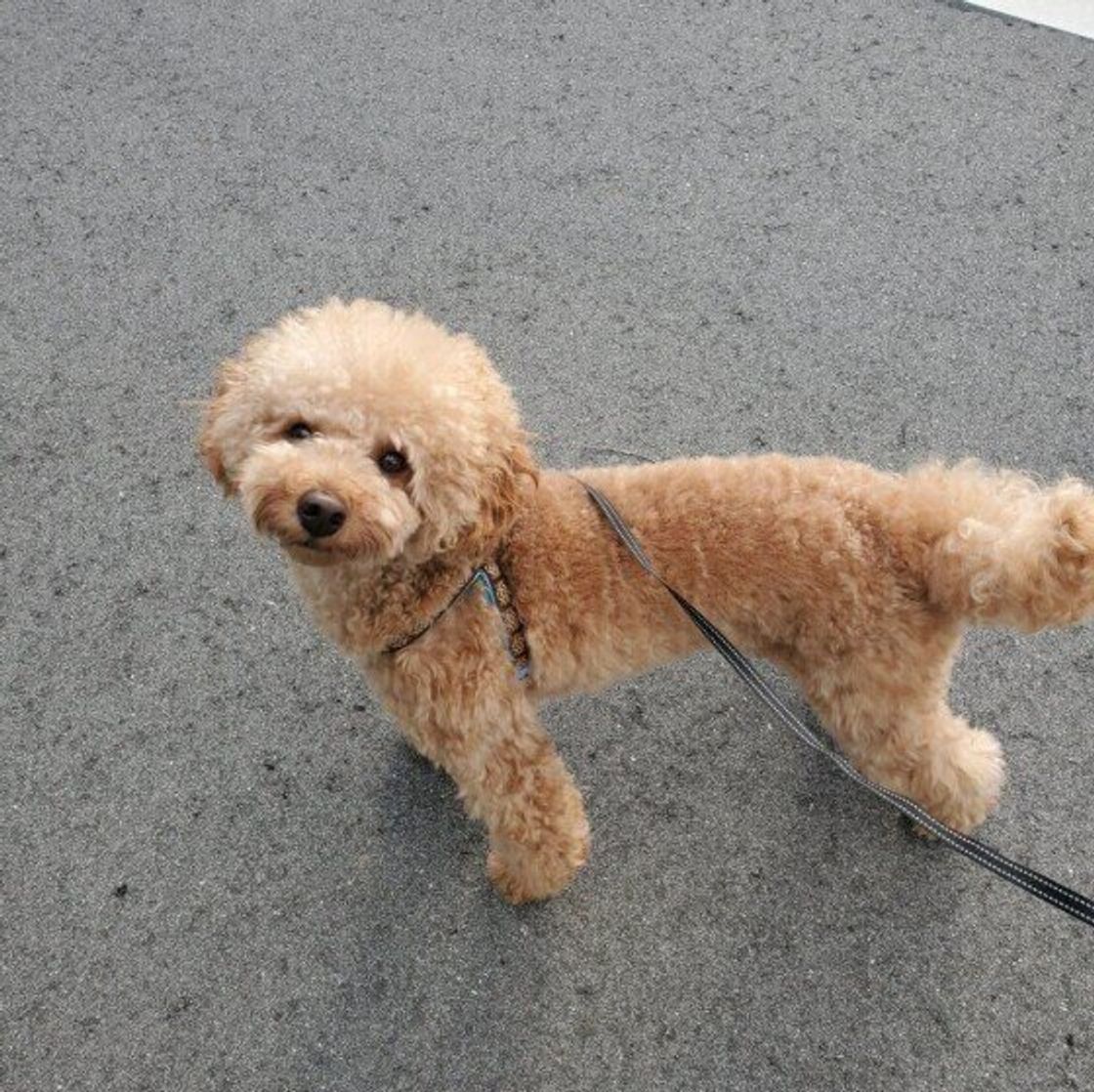 散歩のときに他の飼い主さんがつれた犬に会ったら 犬同士で挨拶させたい させたくない 多数派だったのは いぬのきもちweb Magazine 散歩のときに他の飼い主さんがつれた犬に会ったら 犬同士で挨拶させたい させたくない 多数派だったのは いぬのきもちweb Magazine