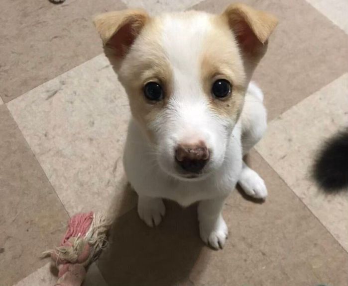 子犬時代の犬