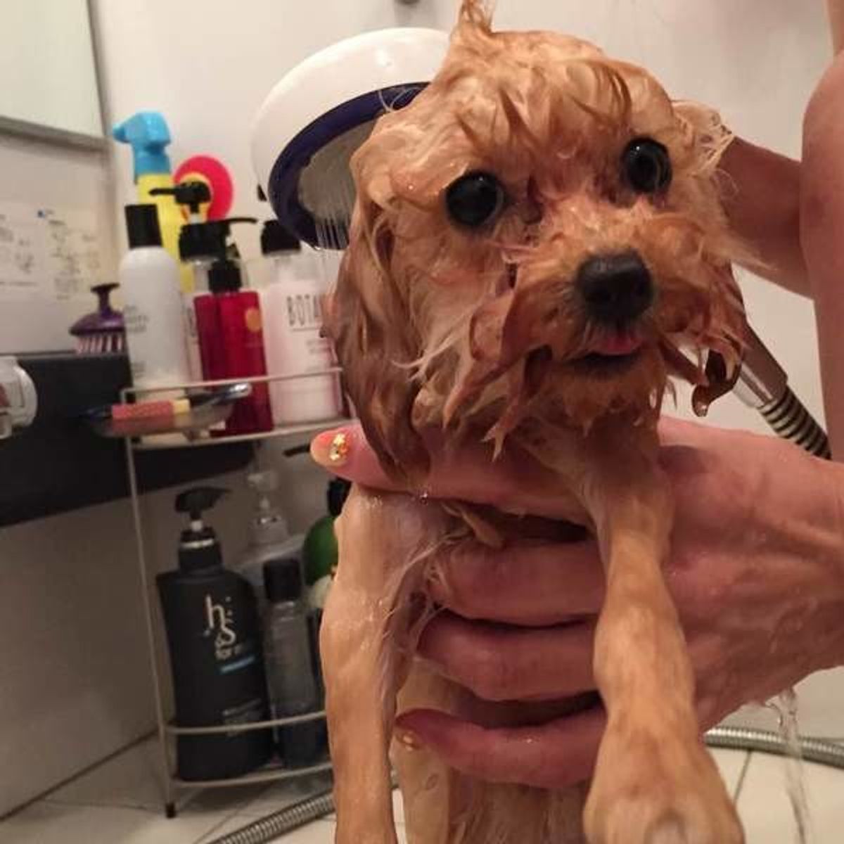 抜け毛が多くても 嫌がるワンコも 愛犬のシャンプー裏ワザ時短テク いぬのきもちweb Magazine 抜け毛が多くても 嫌がるワンコも 愛犬のシャンプー裏ワザ時短テク いぬのきもちweb Magazine