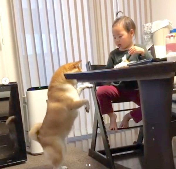 リンゴがほしい柴犬