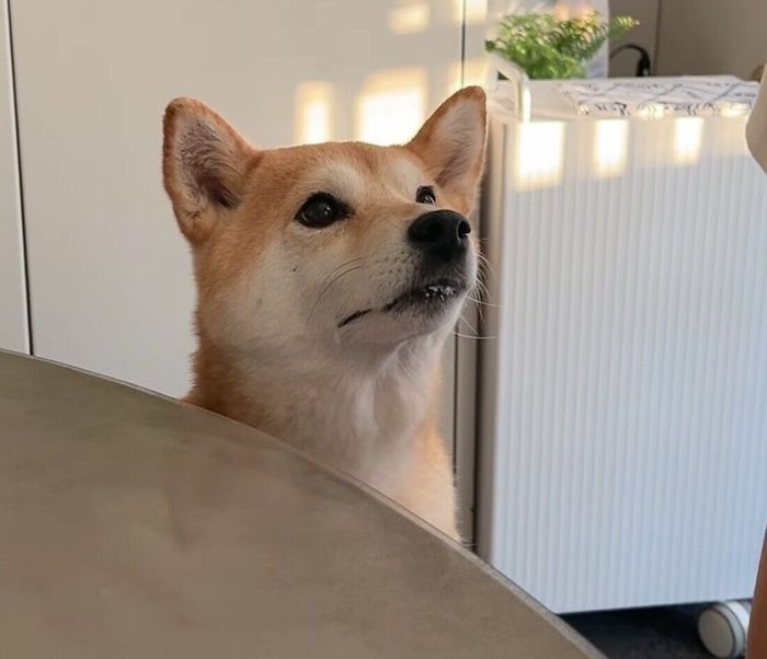 真剣な顔でヨーグルトのおかわりを催促するすずちゃん