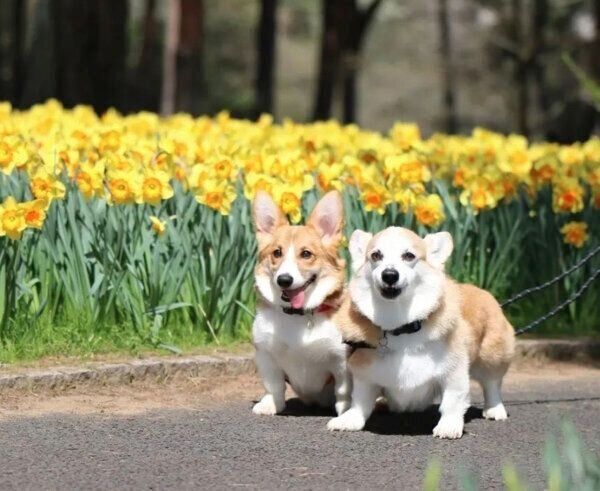 お散歩を楽しむカイくん、ココロくん