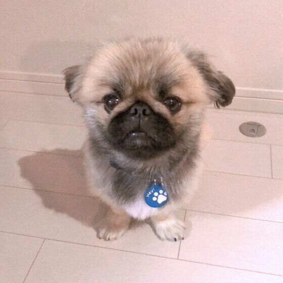 オスワリでマテするペキニーズのシュシュくん