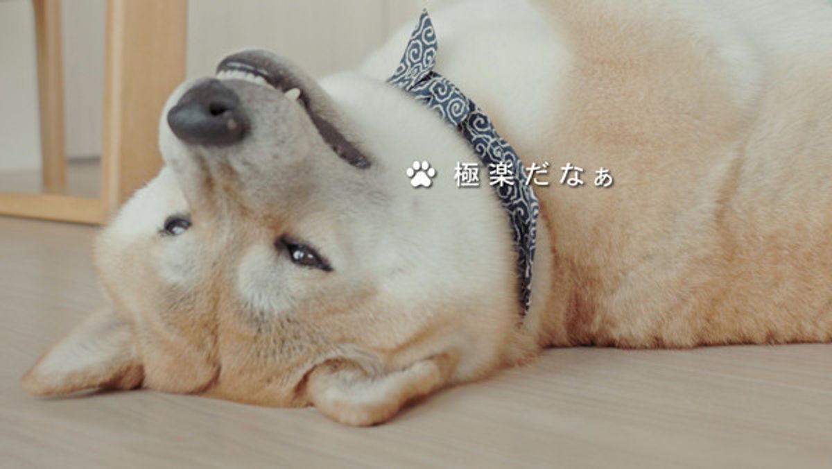 いぬのきもちcm 極楽だなあ 篇 いぬのきもちweb Magazine いぬのきもちcm 極楽だなあ 篇 いぬのきもちweb Magazine