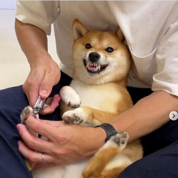 爪切り中のはなちゃん