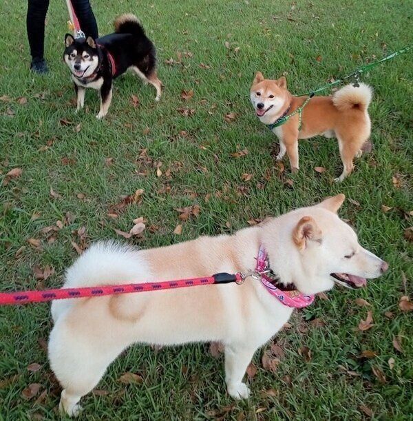 ほかの柴犬と比べても大きいしろ子ちゃん