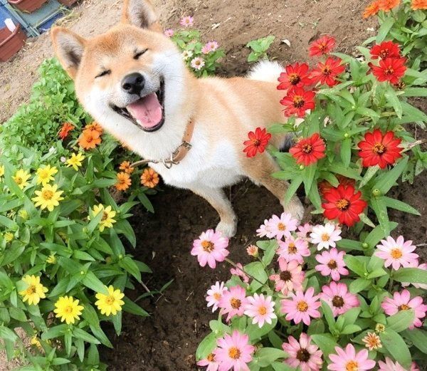 笑顔が尊い柴犬・そらくん