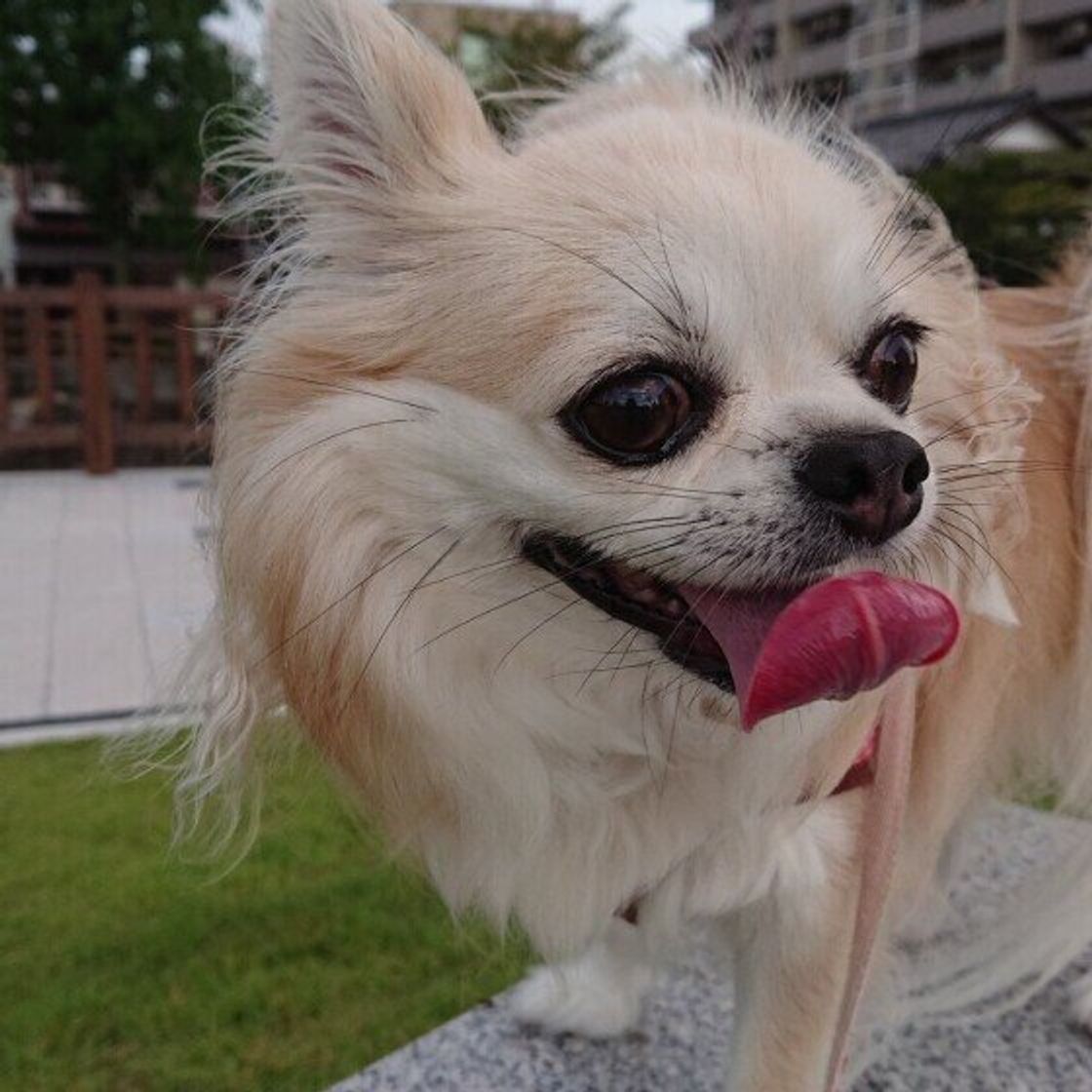 犬のよだれが ダラダラ 出る理由 病気の影響もある いぬのきもちweb Magazine 犬のよだれが ダラダラ 出る理由 病気の影響もある いぬのきもちweb Magazine