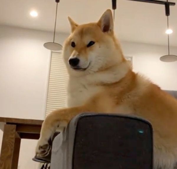 寝てないフリをする柴犬