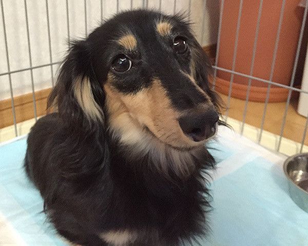 見つめるダックスフンド