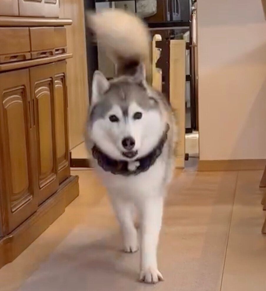 帰ってきたお姉ちゃんを見て嬉しそうに駆け寄るアリスちゃん