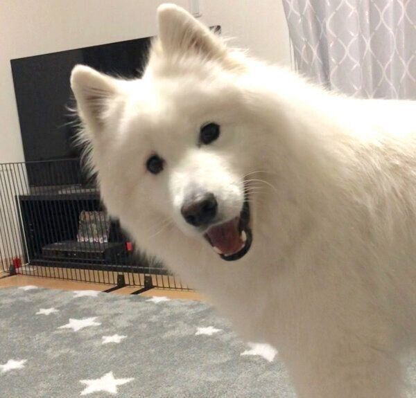 視界に入り込んでくるサモちゃん